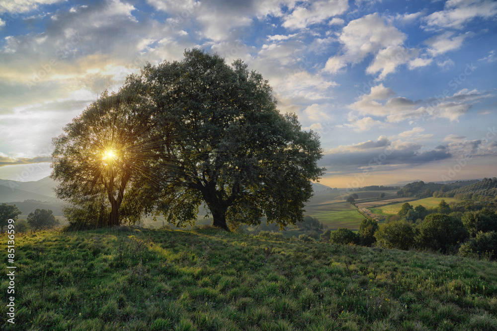 Raggi tra i rami Stock Photo | Adobe Stock