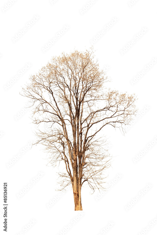 Fototapeta premium Old and dead tree isolated on white background