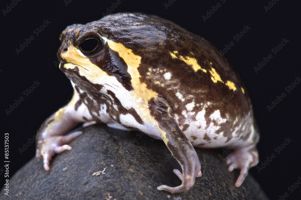 Obraz premium Mozambique rain frog (Breviceps mossambicus)