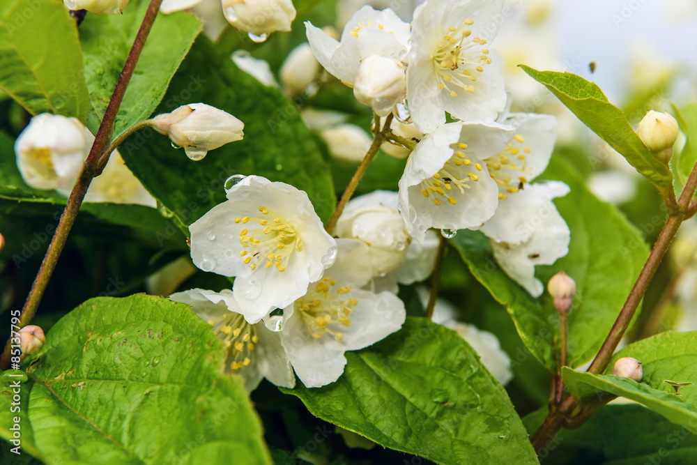 Obraz premium Jasmine Flower