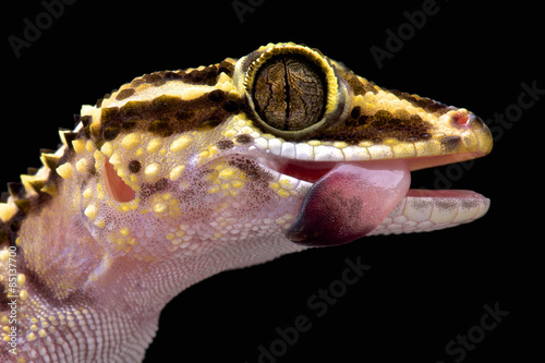 Lothara's gecko (Paroedura lohatsara) photo