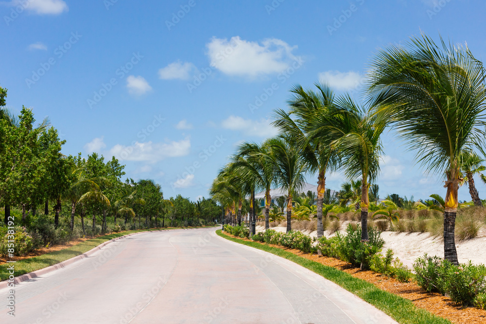 Palm trees along a road