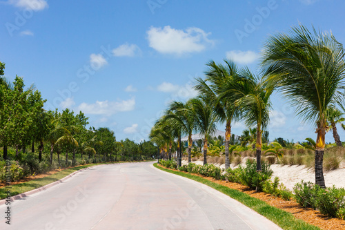 Palm trees along a road