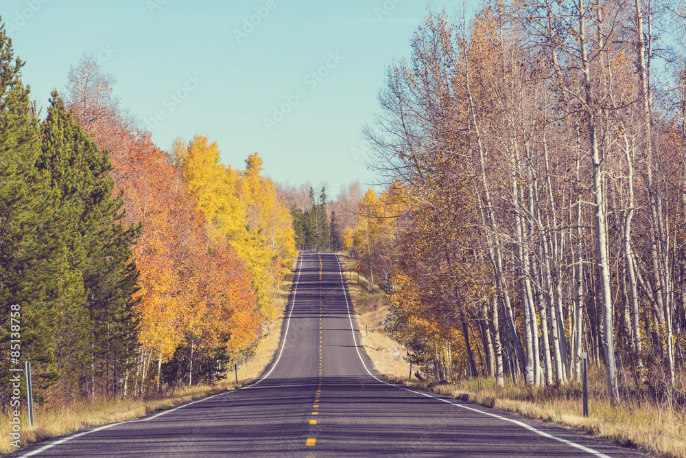 Fototapeta premium Autumn road