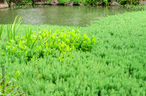 Hydrilla and Water Hyacinth in pond photo