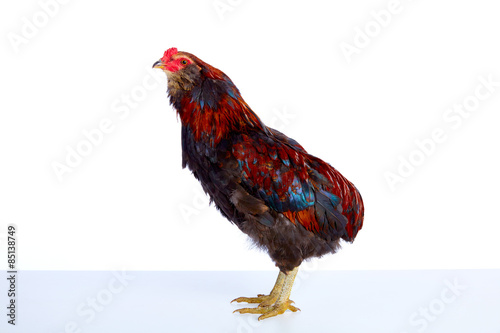 Male Rooster Araucana Easter egger breed photo