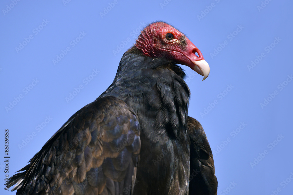 Fototapeta premium Portrait Turkey vulture