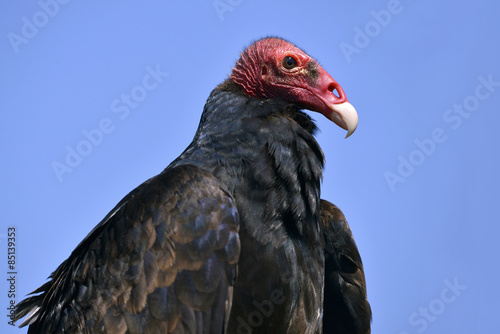Portrait Turkey vulture