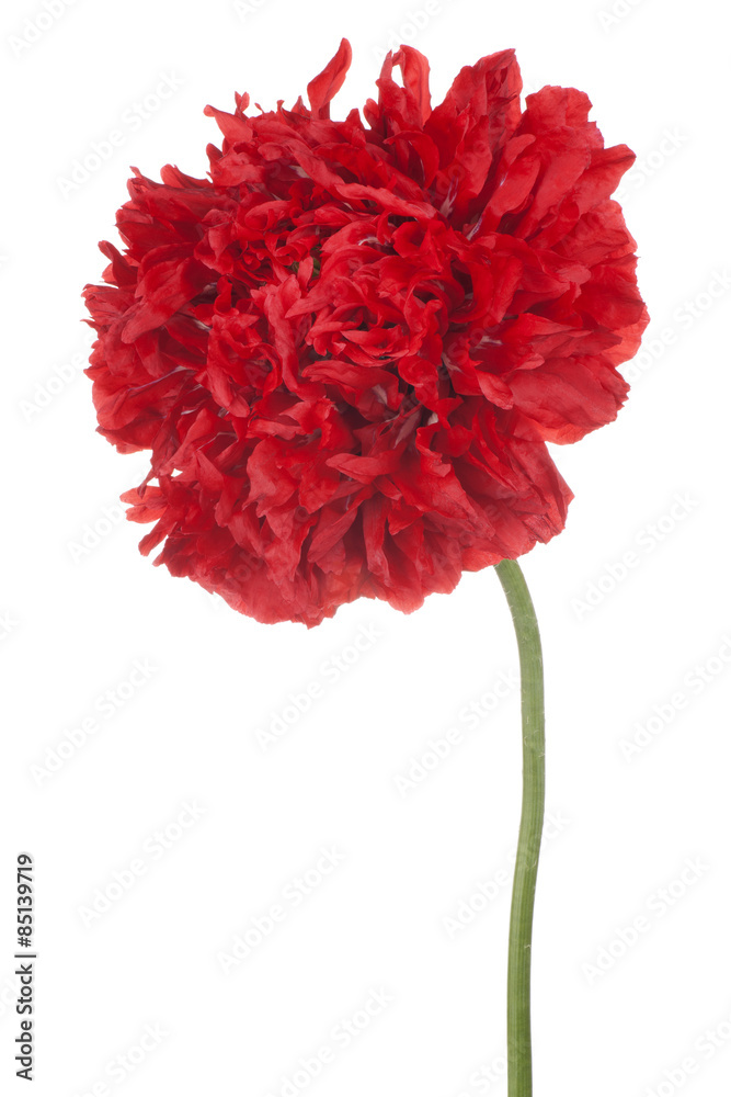 Fototapeta premium poppy