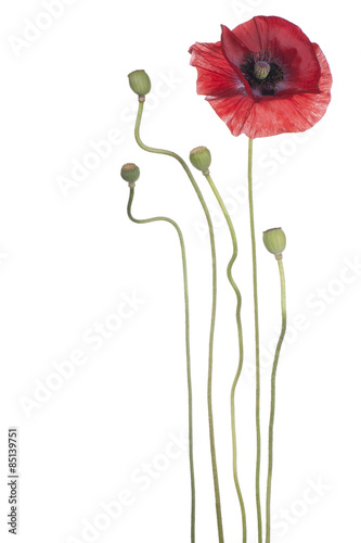 Fototapeta Naklejka Na Ścianę i Meble -  poppy