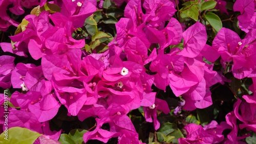 Exotic flowers and plants Egypt