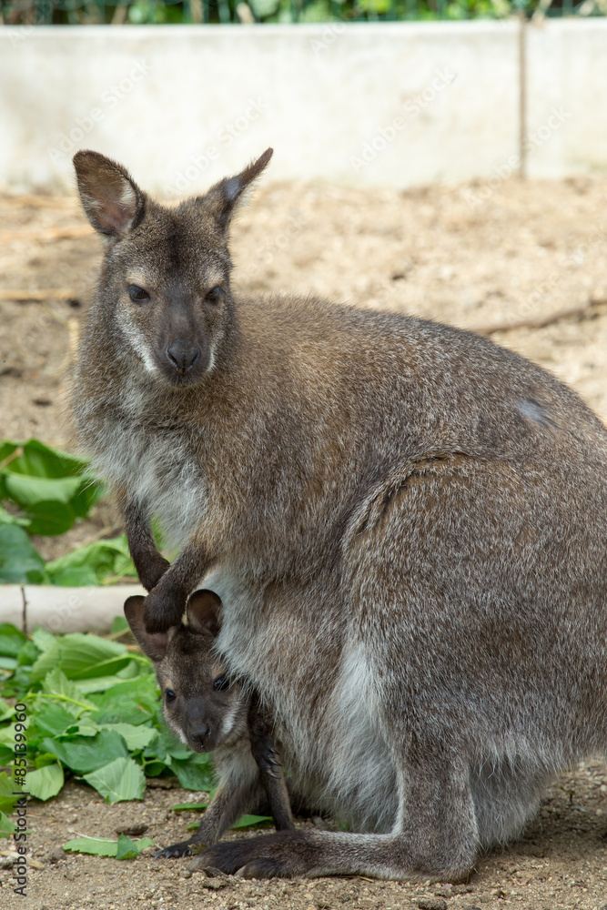 grazzing Red-necked Wallaby (Macropus rufogriseus)