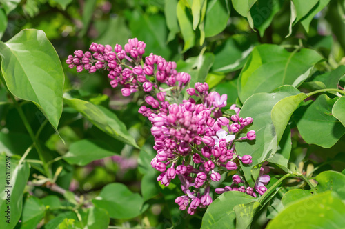 Lilac selective focus