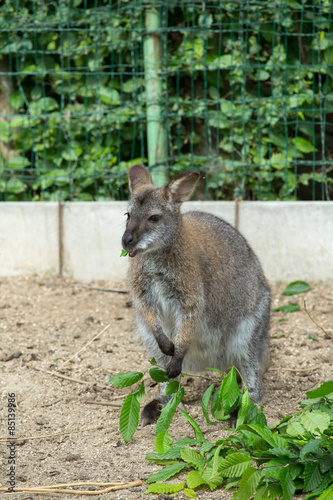 grazzing Red-necked Wallaby (Macropus rufogriseus)