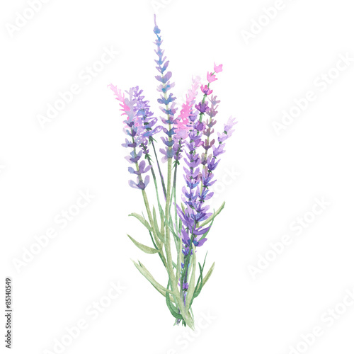 Bouquet of lavender painted with watercolors on white background