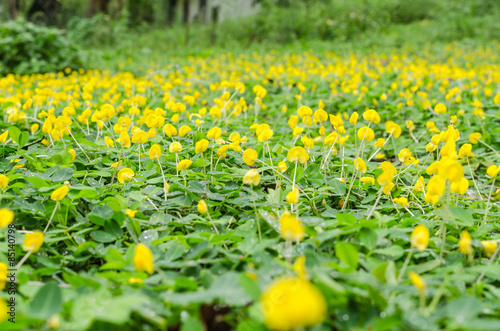 yellow flower of pinto peanut in garden