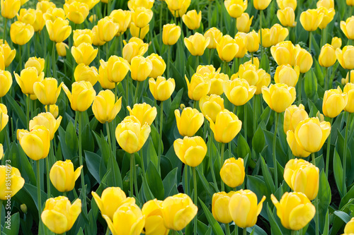 Yellow tulips meadow