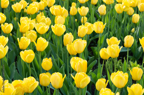 Fototapeta Naklejka Na Ścianę i Meble -  Yellow tulips meadow
