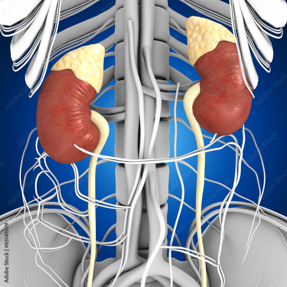 Kidneys.j Stock Photo | Adobe Stock