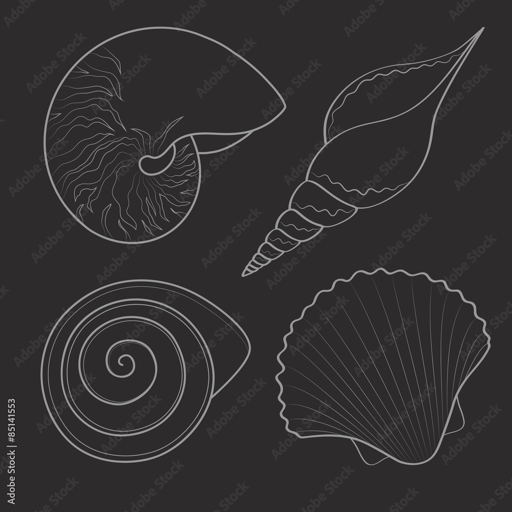 Set of black and white graphic sea shells. Isolated objects. Vector illustration.