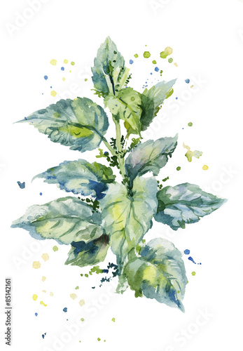 vector watercolor illustration of a bush of stinging nettles