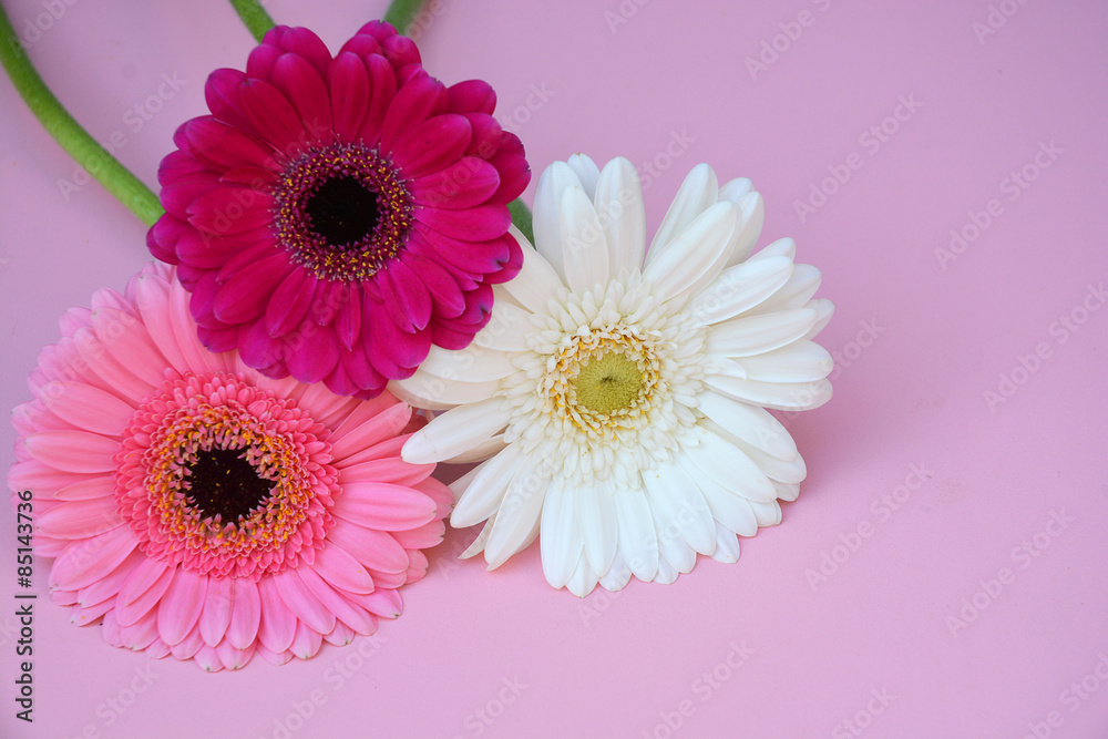 Three White, purple and pink colored Gerbra daisies on empty pink background as a decoration border frame Three White, purple and pink colored Gerbra daisies on empty pink background as a decoration border frame