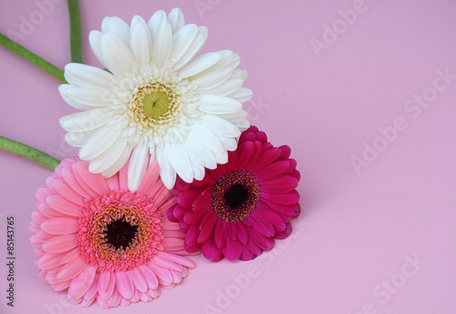 Three White  purple and pink colored Gerbra daisies on empty pink background as a decoration border frame 