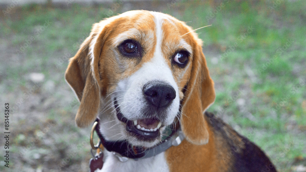 The Beagle Dog