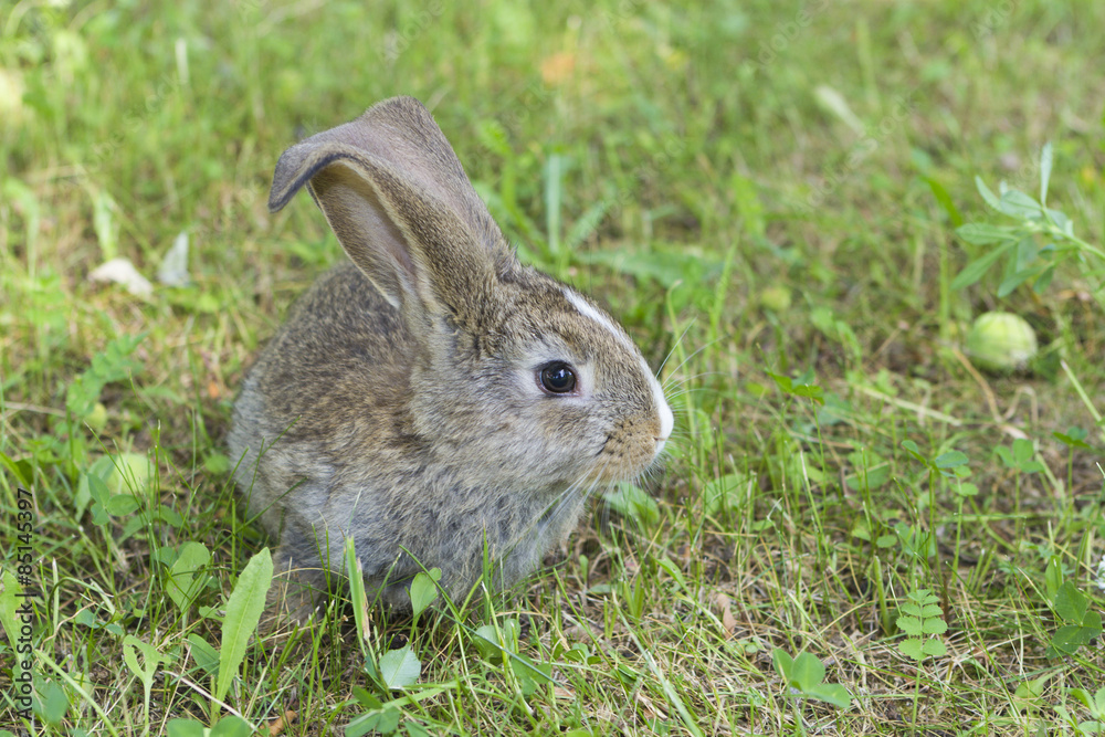 Fototapeta premium Little rabbit