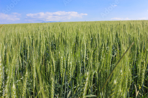 landscape wheat fields on a sunny summer day