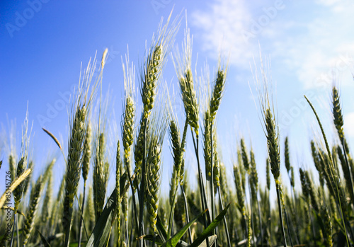 landscape wheat fields on a sunny summer day