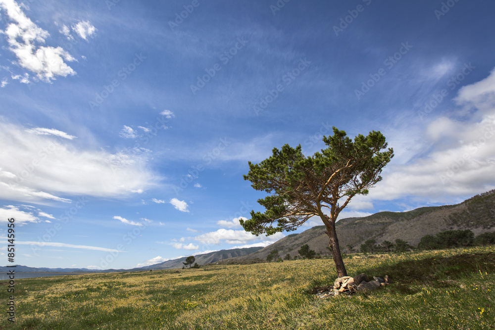 A lonely tree on a lakeshore, Baikal lake