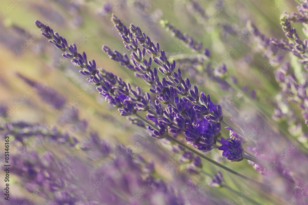 Obraz premium Lavender blossoms.Closeup of lavender flower growing on field 