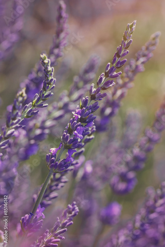 Fototapeta Naklejka Na Ścianę i Meble -  Lavender at sunset .Vintage  lavender flower background,close up