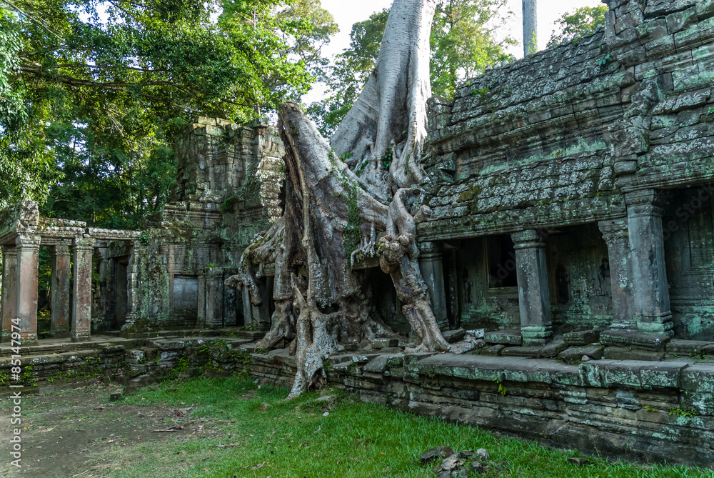 building in ruins strangulated by a tree building in ruins strangulated by a tree