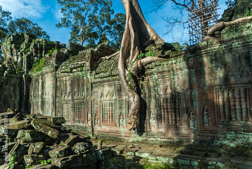 building in ruins strangulated by a tree 