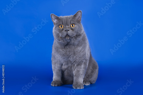 Great British cat isolated on the blue background