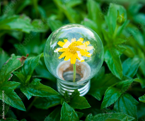 Light Bulb on green grass with Flower inside