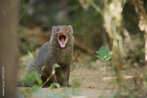 фотографія Indian gray mongoose in Sri Lanka