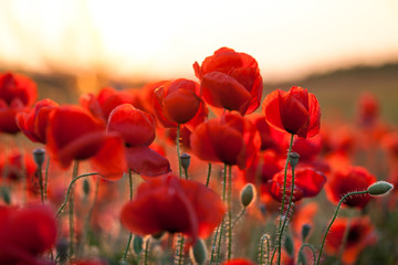 Papier peint photo Coquelicots Coquelicot ardent aux pétales lumineux  © annebe