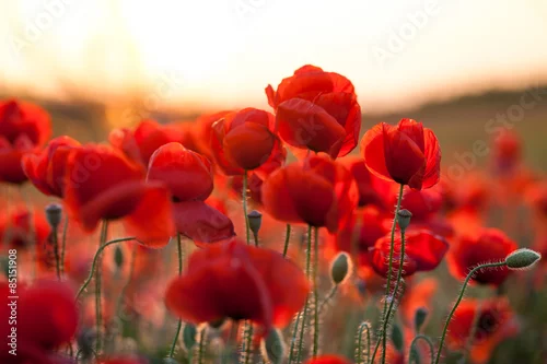 Obraz bardziej energiczny Mohn