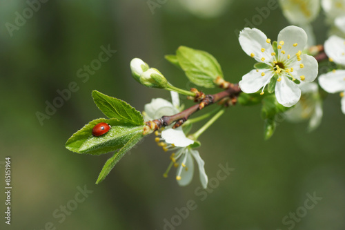 Ladybug on a branch of plum blossoms.