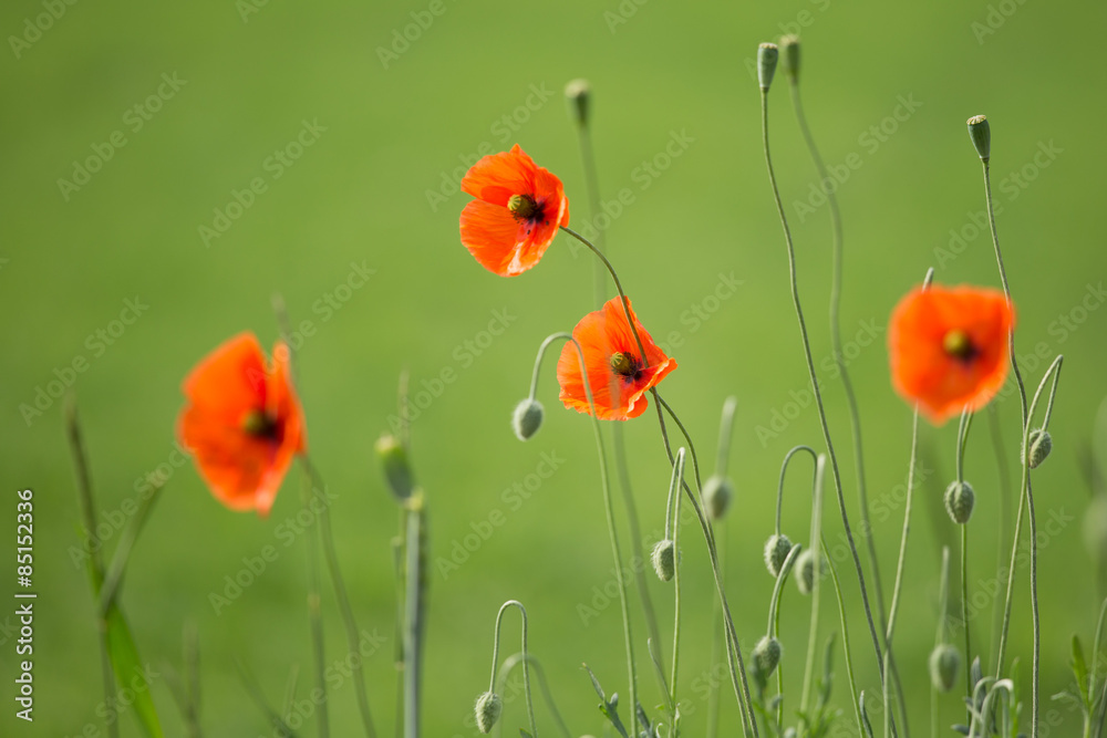 Beautiful red poppies in the meadow