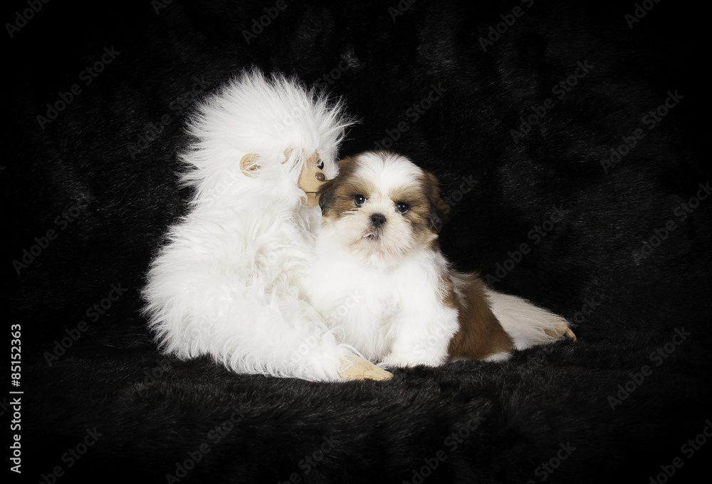 Chiot Shih-Tzu en studio sur fond noir Chiot Shih-Tzu en studio sur fond noir