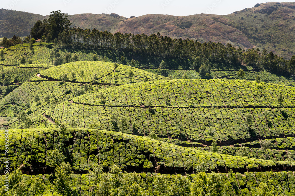 Obraz premium Tea plantations