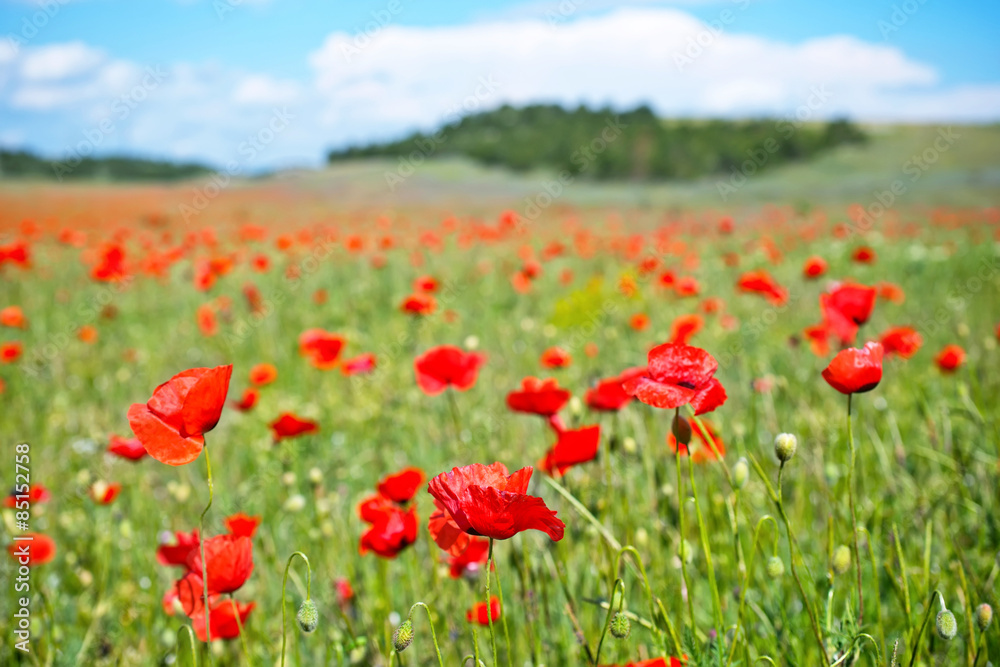 poppy field