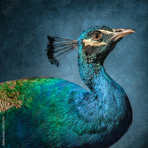 Close-Up profile portrait of a peacock against a blue background