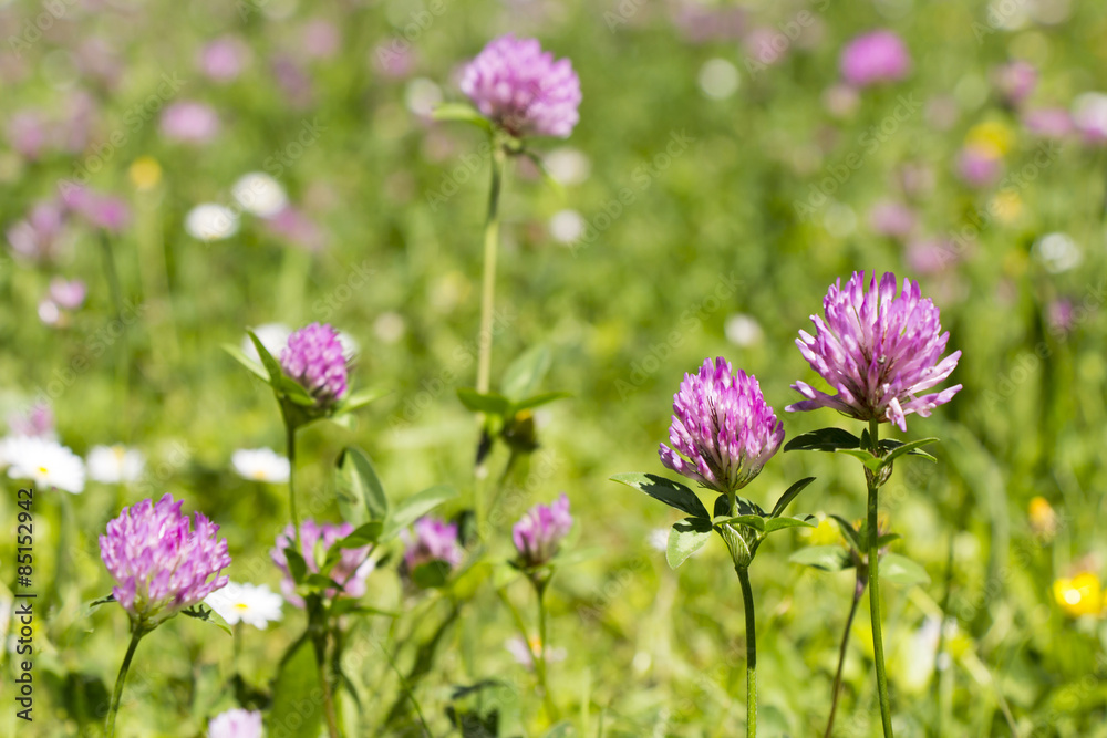 Flower clovers Flower clovers