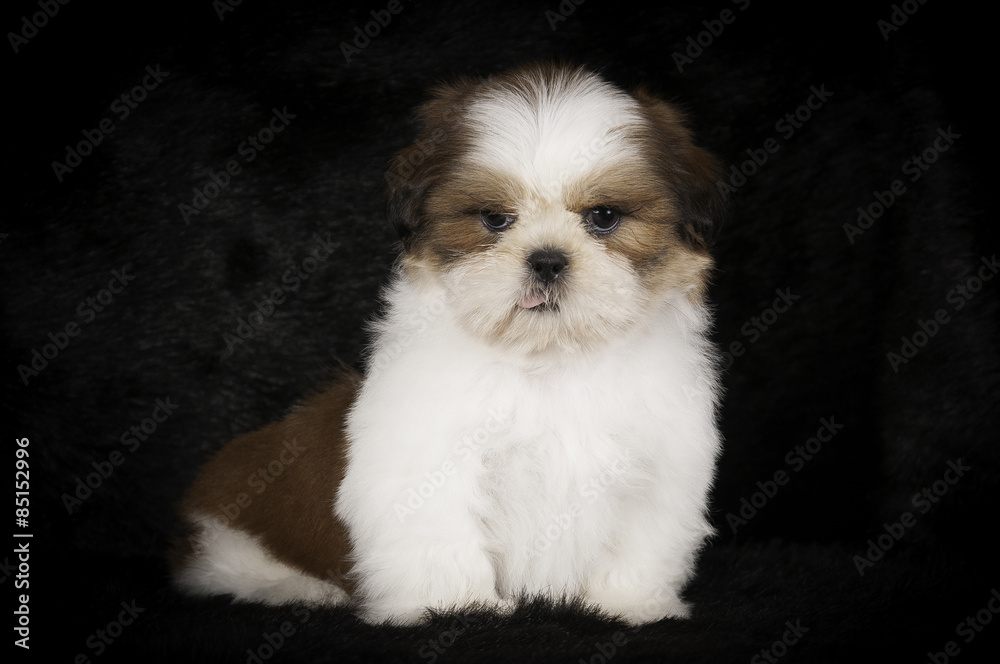 Chiot Shih-Tzu en studio sur fond noir Chiot Shih-Tzu en studio sur fond noir