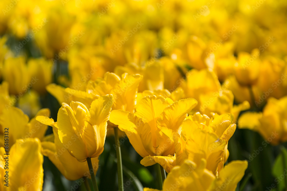 bright flowering colorful flowers tulips in garden bright flowering colorful flowers tulips in garden